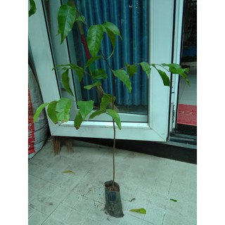 Cây sao đen, chiều cao từ 50cm (FreeShip)