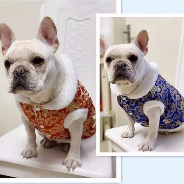 ♙✚❍Quần áo cho thú cưng bulldog hai chân khoác cotton chiến đấu Pháp Pug chó béo ngụy trang gi lê bông