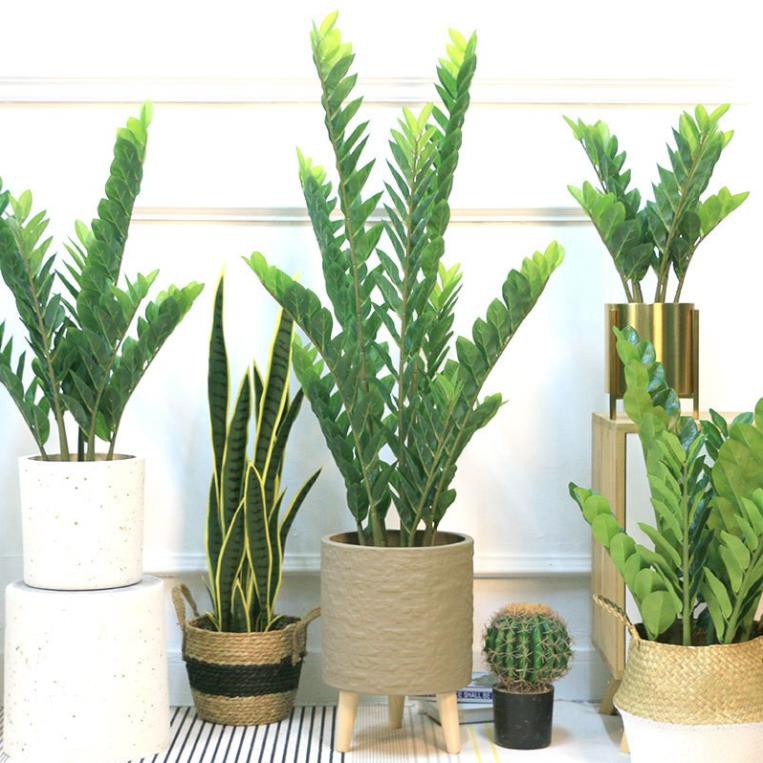 Cây giả Decor trang trí - Cây kim tiền [Giống thật 99%]