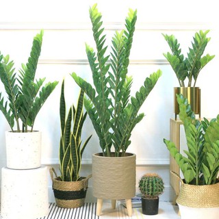 Cây giả Decor trang trí - Cây kim tiền [Giống thật 99%]