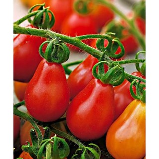 30 Hạt giống Cà chua bi quả lê đỏ