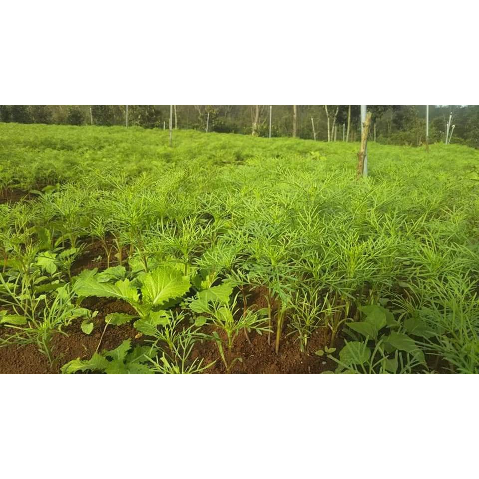Hạt giống hoa sao nhái - cánh bướm mix màu GÓI 2 LẠNG nhiều hạt  đẹp tỷ lệ nảy mầm cao dễ trồng HSN2022