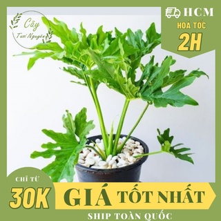 CHẬU MỀM_CÂY TRẦU BÀ THANH XUÂN SIZE NHỎ ,(cao 25cm), phong thuỷ để bàn mini GIÁ RẺ, lọc không khí, Cây Tươi Nguyên