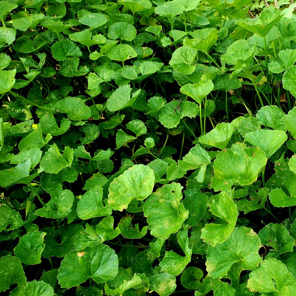 Rau má lá nhỏ