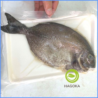 cá dìa bông loại ngon Cá biển Nam Du hải sản HAGOKA Giao nhanh 2h HCM
