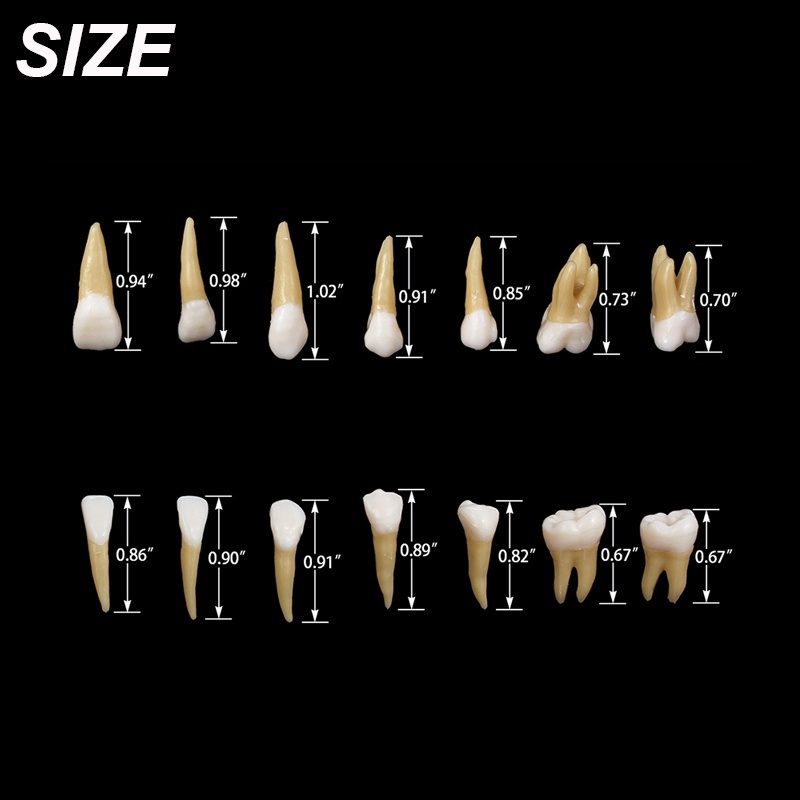 Set 28 Mô Hình Răng Tỉ Lệ 1:1 Chuyên Dụng Cho Giáo Viên Nha Khoa