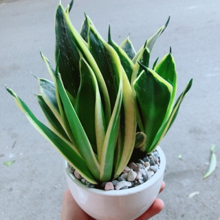 Chậu lưỡi hổ thái xanh