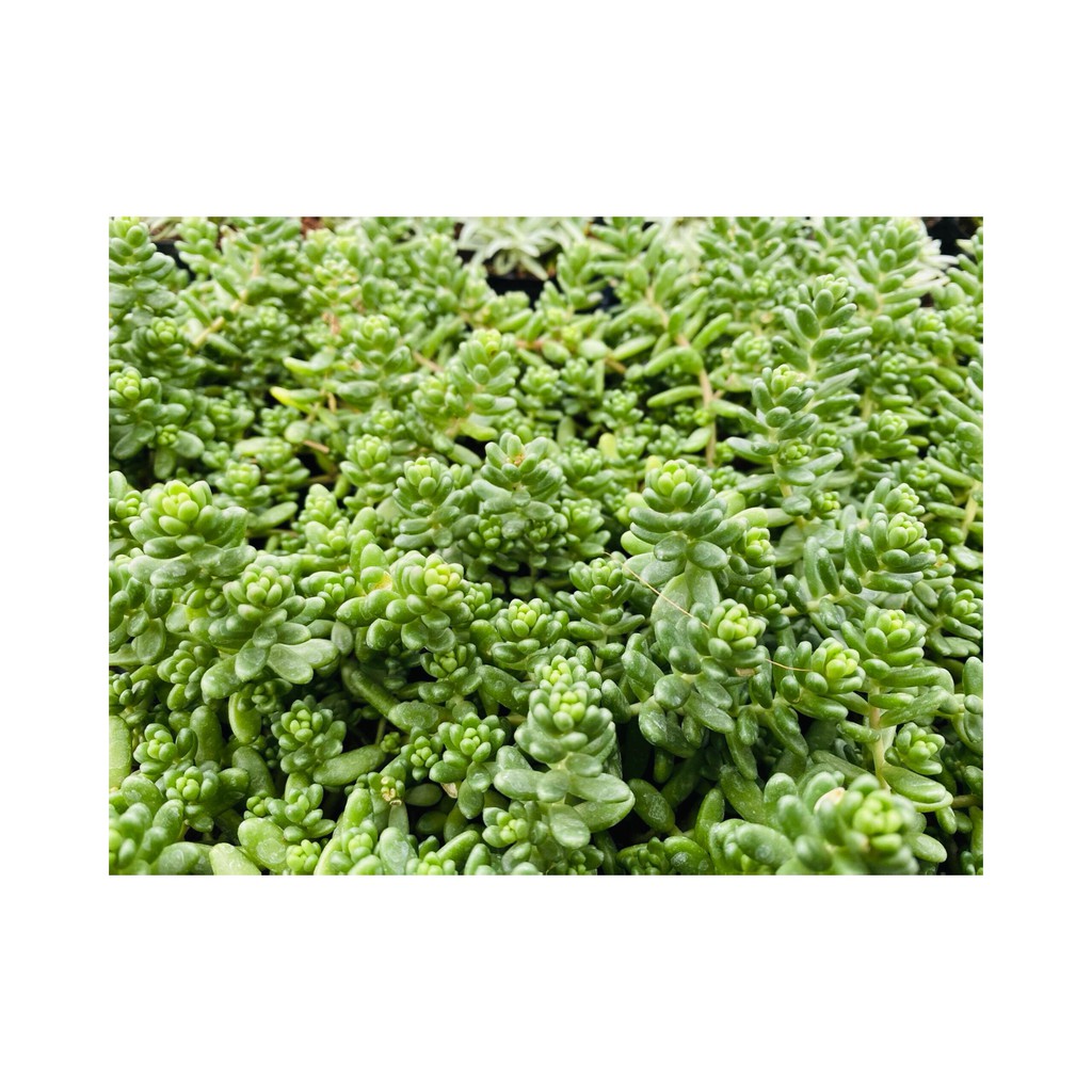 SEN ĐÁ SEDUM KẸO ĐÀ LẠT SIZE BÉ, SIÊU KHOẺ ĐẸP, THUẦN MỌI KHÍ HẬU, HƯ 1 ĐỔI 1