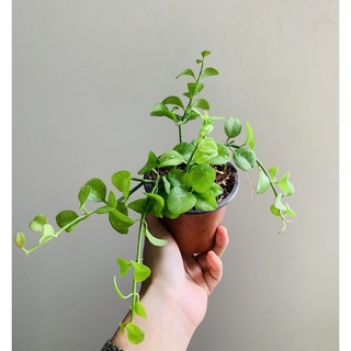 Chậu nhựa treo lan đô la (cẩm cù đô la)