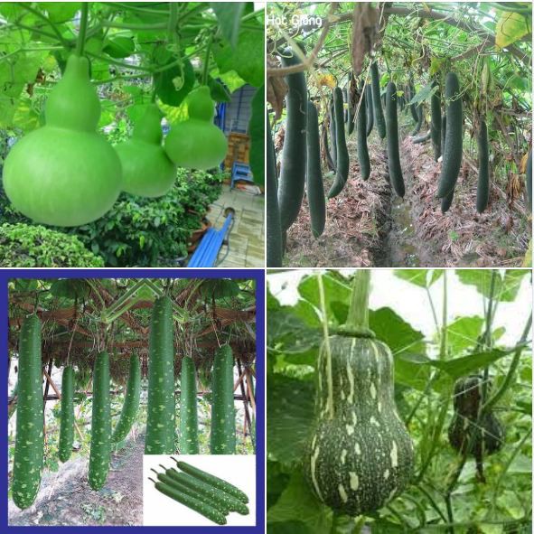 Combo 4 gói hạt giống bầu bí (1 bầu hồ lô + 1 bí xanh dài + 1 bầu sao + 1 bí hạt đậu)
