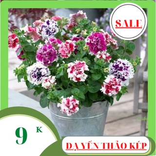 Hạt giống hoa dạ yến thảo kép mix màu 200 hạt