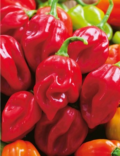 Ớt siêu cay Habanero