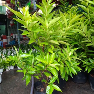 Cây vối lớn