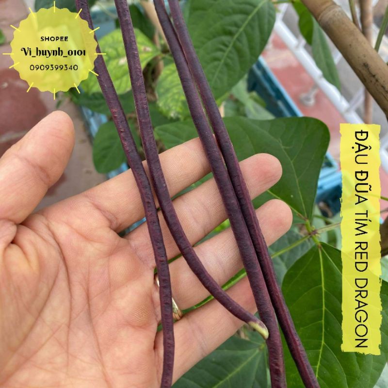 Gói 15 Hạt giống Đậu đũa đỏ leo giàn Red Dragon giống hữu cơ Johnny Seeds Mỹ