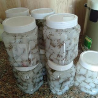 THẠCH DỪA THÔ 5 kí size 15 ly(1,5cm)