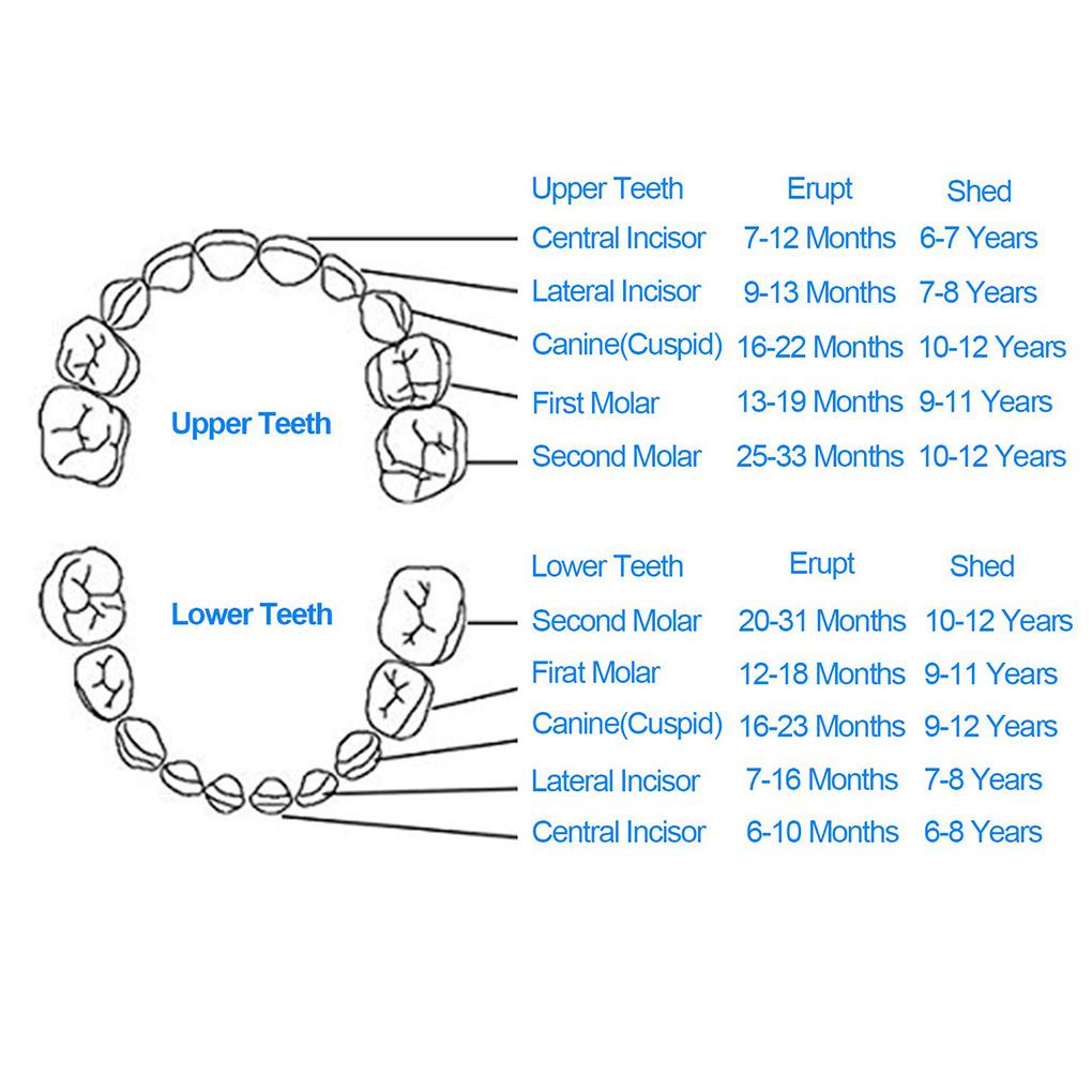 Hộp Đựng Răng Sữa Cho Bé In Chữ Tiếng Anh / Tây Ban Nha / Bồ Đào Nha / Nga