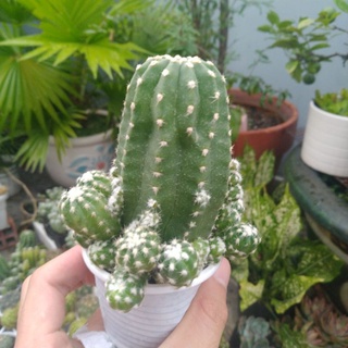 Xương rồng Echino