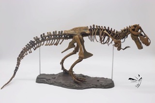 [Kadic] Mô hình Xương Khủng long T-rex