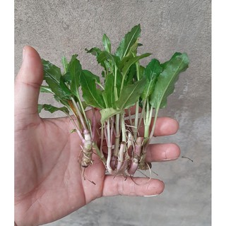 Cây thủy sinh Su Hào