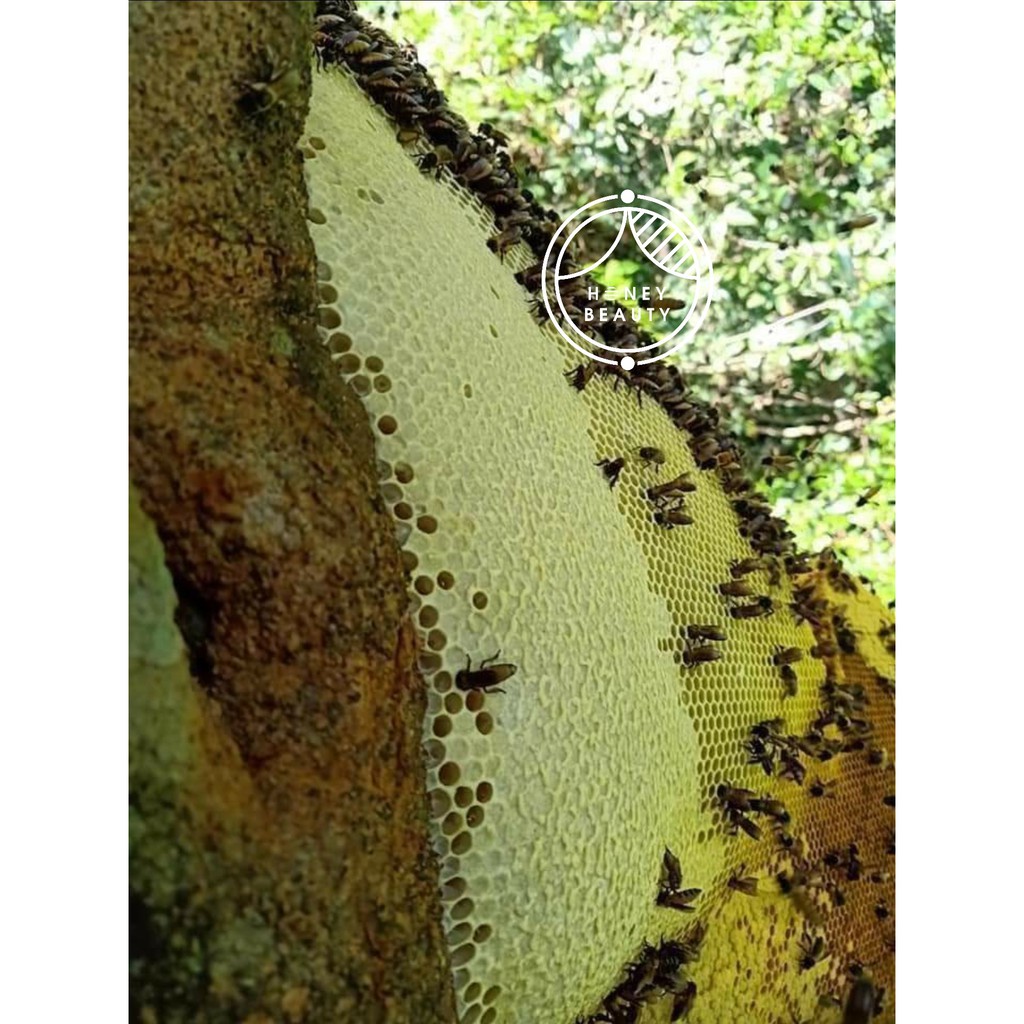 Mật ong rừng nguyên chất ❤️ONG KHOÁI❤️ Tây Nguyên thượng hạng Honey Beauty 500ml