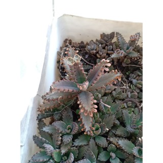 Combo 3 Cây sen đá xương cá Kalanchoe