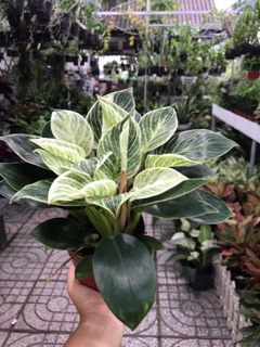 Trầu Bà Đế Vương Bạch Kim