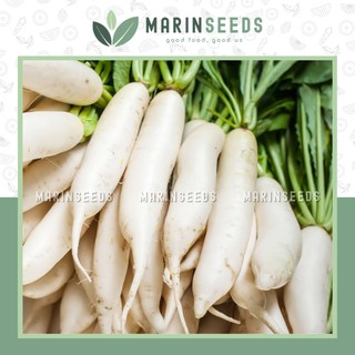 Hạt giống củ cải trắng 45 ngày
