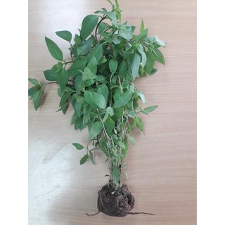 Cây kinh giới giống (bó 10 cây)