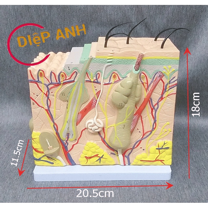 Mô hình giải phẫu da- Mô hình cấu tạo da- {KÈM BẢN ĐỒ TIẾNG VIỆT}