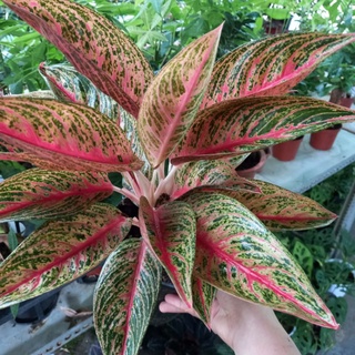 💚🎶Cây thịnh vượng💚🎶