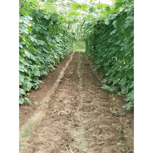 Hạt giống mướp hương lai F1 VINO G158.