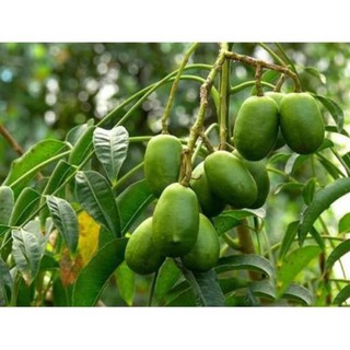 Combo 5 cây giống cóc thái 145k