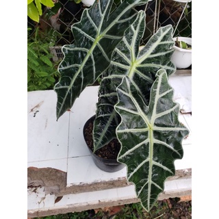 Môn Quan Âm(Alocasia Amazonica ‘Polly’)
