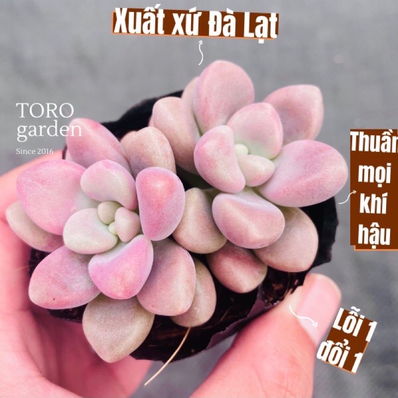 COMBO 5 LÁ MẦM SEN ĐÁ SỎI HƯỜNG HƯ 1 ĐỔI 1 SIÊU CUTE