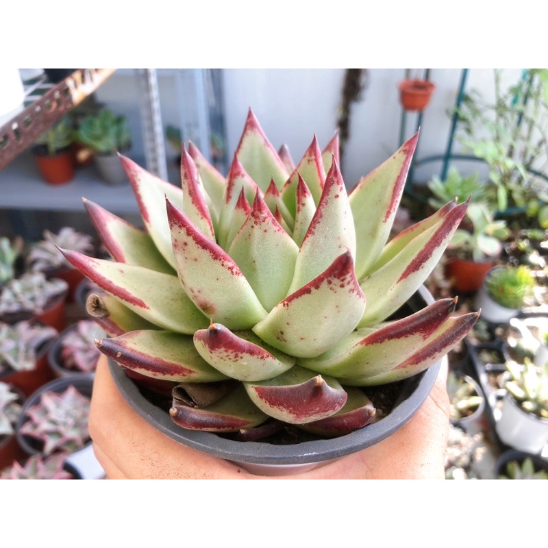sen đá đế vương size 11/12cm