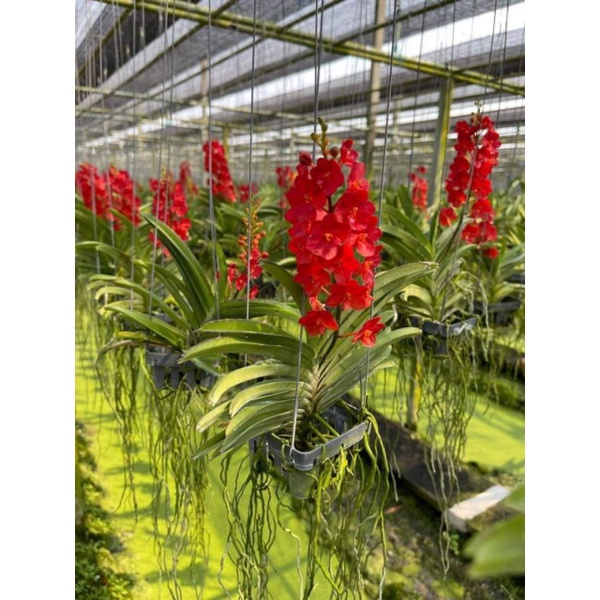Asco đỏ hàng siêu xinh ( 1 chậu 2 cây)