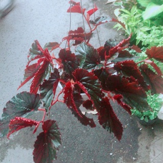 Chậu Cây Thu Hải Đường