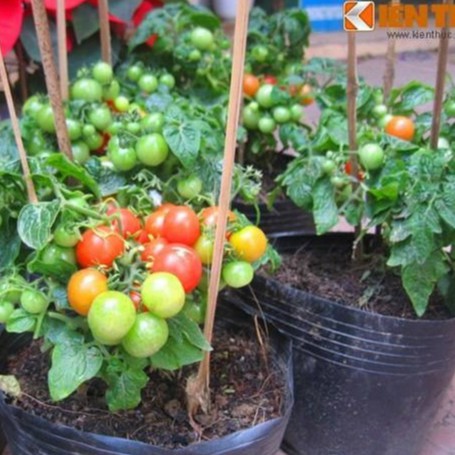 Hạt giống cà chua bi lùn đỏ 30 hạt - tặng kèm 3 viên nén kích thích ươm hạt giống
