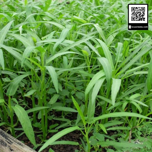 [Bán sỉ] - Hạt giống rau muống Thái Lan