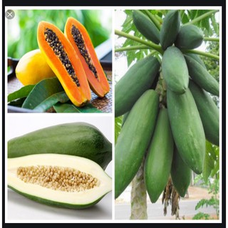 giống đu đủ lùn ruột đỏ cao sản quả dài 7 hạt