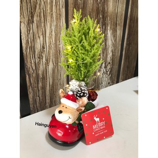 Chậu cây tùng thơm ông già noel tặng kèm đèn trang trí và thiệp