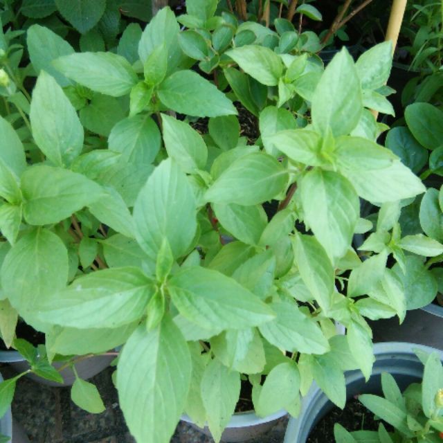 5Gr Hạt Giống Húng Quế (Hàng Loại 1)