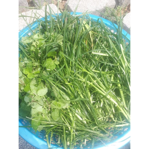 Combo Hương nhu, Cỏ mần trầu, Lá sả, Cứt lợn, Lá Bưởi, Ngải dại khô sạch tại vườn nhà