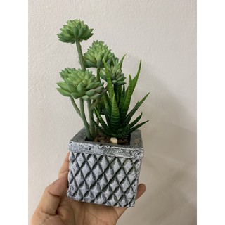 Chậu cây sen đá cỡ nhỏ( cây giả)