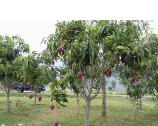 Cây xoài tím