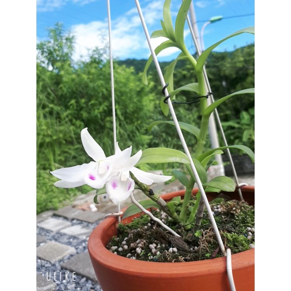 Phi Điệp 5 cánh trắng Phú Thọ