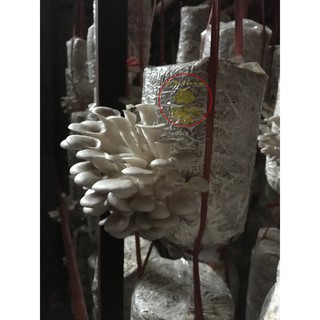 Phôi nấm sò trắng