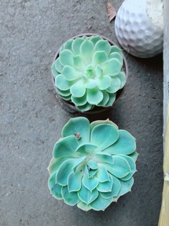 Sen Đá Size Trung Đẹp