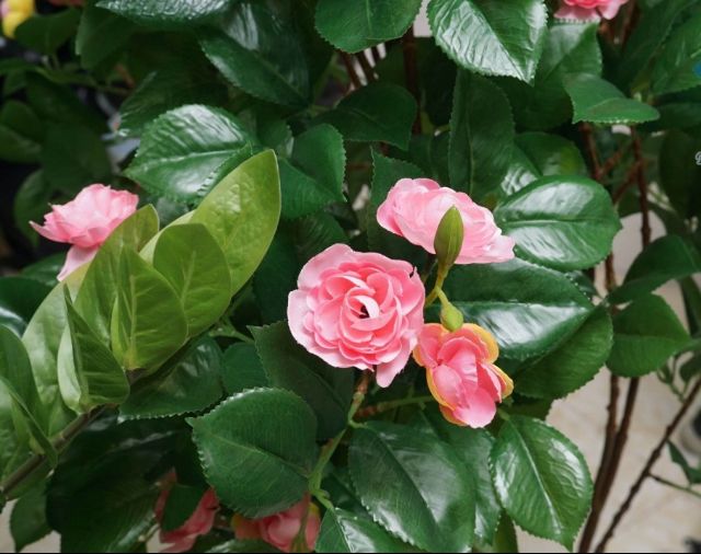 Cây hoa trà liền thân cao 1m6.Cây giả trang tri nhà cửa.Ko kèm chậu-Hoaluaminhhoa