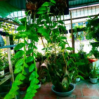 Lan Hạc Vỹ THiên Cung